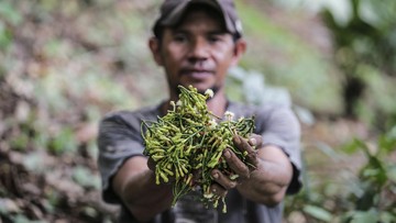 pemerintah:-importir-as-mulai-kekurangan-cengkeh-imbas-radiasi-cesium