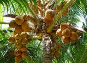 MBG Kucurkan Dana, Kelapa-Kakao Segera Bersemi Kembali