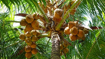 anggaran-mbg-tak-terserap-akan-dialihkan-untuk-peremajaan-kelapa-kakao