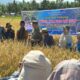 hasilkan-7-ton-padi-per-hektare,-gubernur-mahyeldi-dukung-sawah-pokok-murah