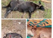Penembakan Anjing Liar di Agam Memicu Perdebatan Sengit