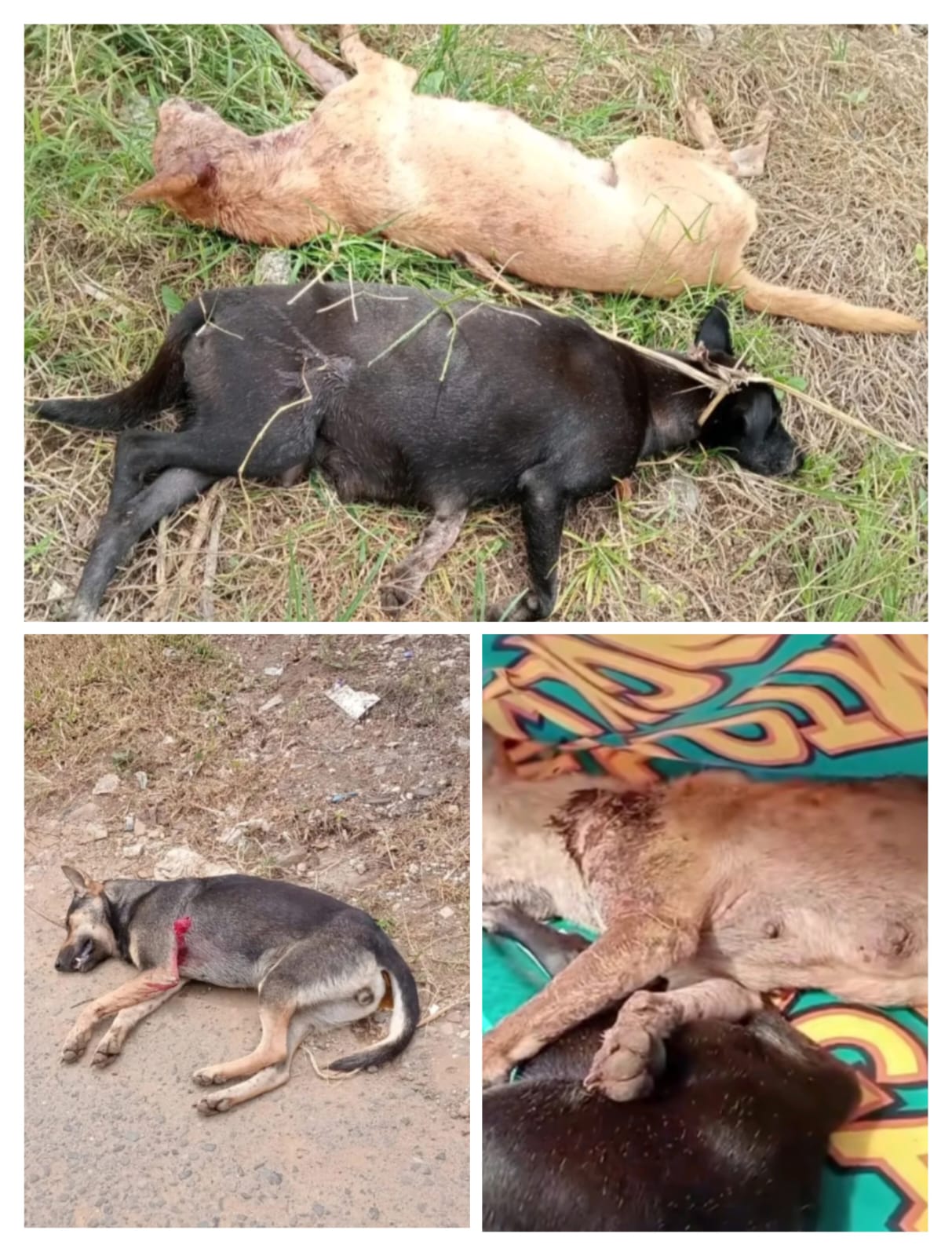 pro-dan-kontra-penembakan-anjing-liar-di-kenagarian-gadut-agam