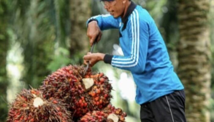 Gambir Dorong Ekonomi Sumbar, Optimisme Menguat