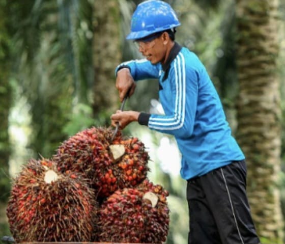 potensi-gambir-luar-biasa,-jefri-nedi:-bisa-terbangkan-pertumbuhan-ekonomi-sumbar