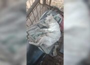 Warga Agam Gelar Buru Antisipasi, Bukan Alek Nagari Babi