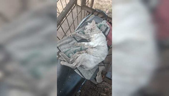 Warga Agam Gelar Buru Antisipasi, Bukan Alek Nagari Babi