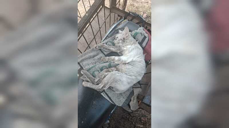 kucing-anggora-warga-mati-dikeroyok-anjing-pemburu-saat-alek-nagari-buru-babi-di-agam