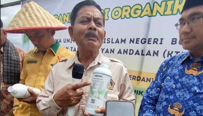 Herdanik Dongkrak Panen, Padi Organik Agam Lampaui Target