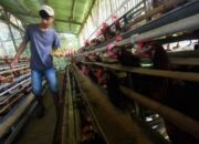Kementan Genjot Produksi Ayam dan Telur di Luar Jawa