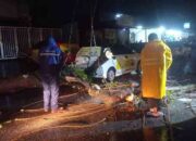 Padang Bangkit: Pohon Tumbang Diterjang Cuaca Ekstrem