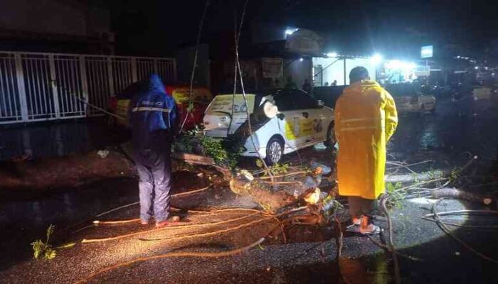 Padang Bangkit: Pohon Tumbang Diterjang Cuaca Ekstrem