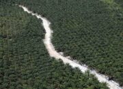 Sawit Sumatera: Pakar Membantah Picu Bencana Alam