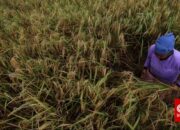 Pupuk Indonesia Kelola Data, Tingkatkan Kesuburan Tanah Pertanian