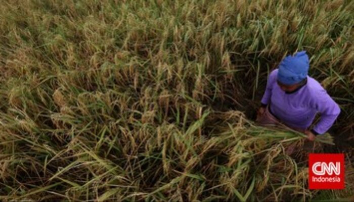 Pupuk Indonesia Kelola Data, Tingkatkan Kesuburan Tanah Pertanian