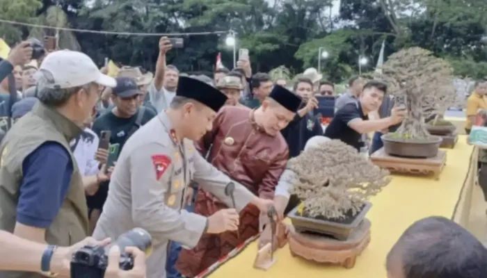 Riau Pamerkan 433 Bonsai Terbaik, Masyarakat Antusias Menyaksikan