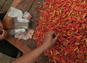 Sulsel Antisipasi Defisit Cabai dan Bawang Putih Saat Nataru