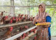 AYAM Impor Indukan Ayam dari AS dan Selandia Baru pada 2026