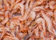 Udang Indonesia Ditarik AS, Radioaktif Diduga Cemari Produk