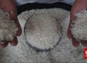 Pemerintah Tingkatkan Cadangan Beras, Jagung Sambut Panen Raya