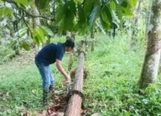 Perumda Sigap Rawat Pipa, Jaga Pasokan Air Bersih