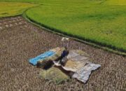 Harga Beras Dunia Anjlok: Analisis Pakar Pertanian Ungkap Penyebabnya