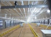 Ayam Hidup Mahal, Laba JPFA Diprediksi Meroket!