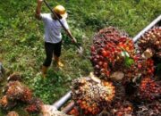 Harga TBS Sawit Kaltim Merosot, CPO Ikut Tertekan