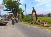 DPRD Padang Sidak, Penebangan Pohon Picu Reaksi Keras