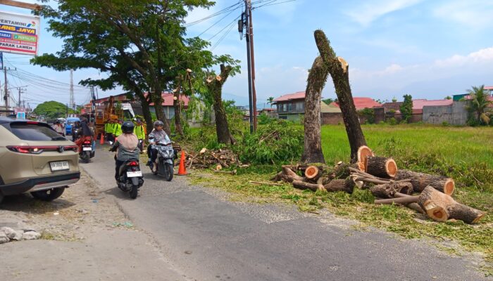 DPRD Padang Sidak, Penebangan Pohon Picu Reaksi Keras