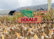 Petani Grobogan-Kendal Panen Jagung, Produktivitas Lampaui Target