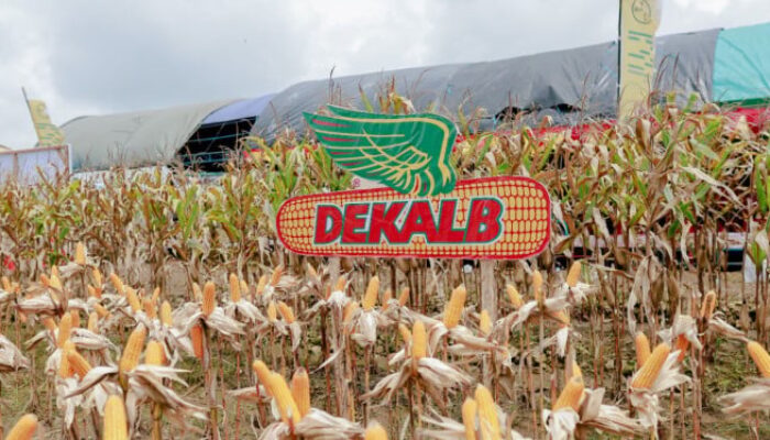 Petani Grobogan-Kendal Panen Jagung, Produktivitas Lampaui Target