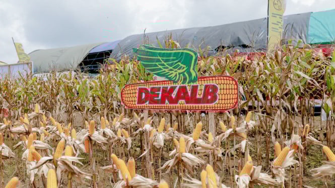 cara-bayer-perkuat-ketahanan-pangan-ri,-dukung-petani-tingkatkan-hasil-panen-jagung-di-jateng