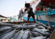 Perusahaan Perikanan Indonesia Lebarkan Sayap, Ekspor Makin Deras