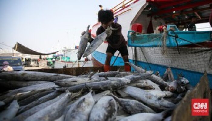 Perusahaan Perikanan Indonesia Lebarkan Sayap, Ekspor Makin Deras