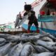 33-perusahaan-ri-kantongi-izin-ekspor-ikan-ke-korsel-dan-taiwan