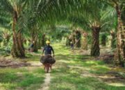 ANJT Setop Operasi Anak Usaha: Apa Dampaknya?