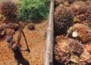 Asosiasi Desak Dedi Mulyadi Evaluasi Larangan Sawit: Apa Dampaknya?