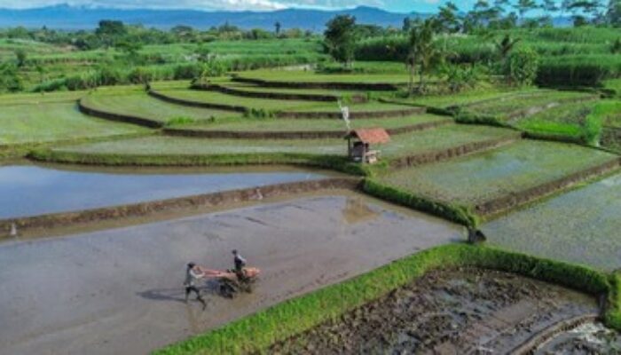 Prabowo Kunci Lahan Sawah, Alih Fungsi Terkendali