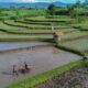 prabowo-kunci-87-persen-lahan-sawah-ri-tak-boleh-dialihfungsikan