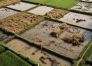 Pemerintah Alokasikan Ratusan Miliar Pulihkan Sawah Aceh-Sumatera