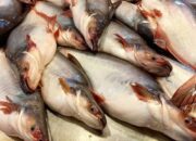 Indonesia Bidik Pasar Arab Saudi, Ekspor Patin Digenjot