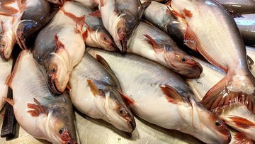 pemerintah-jajaki-ekspor-ikan-patin-700-ton-ke-saudi-saat-musim-haji