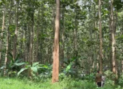 Hutan Menyusut, Perhutani Merugi, Jawa Terancam Bencana Ekologis