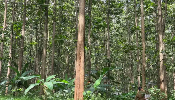 Hutan Menyusut, Perhutani Merugi, Jawa Terancam Bencana Ekologis