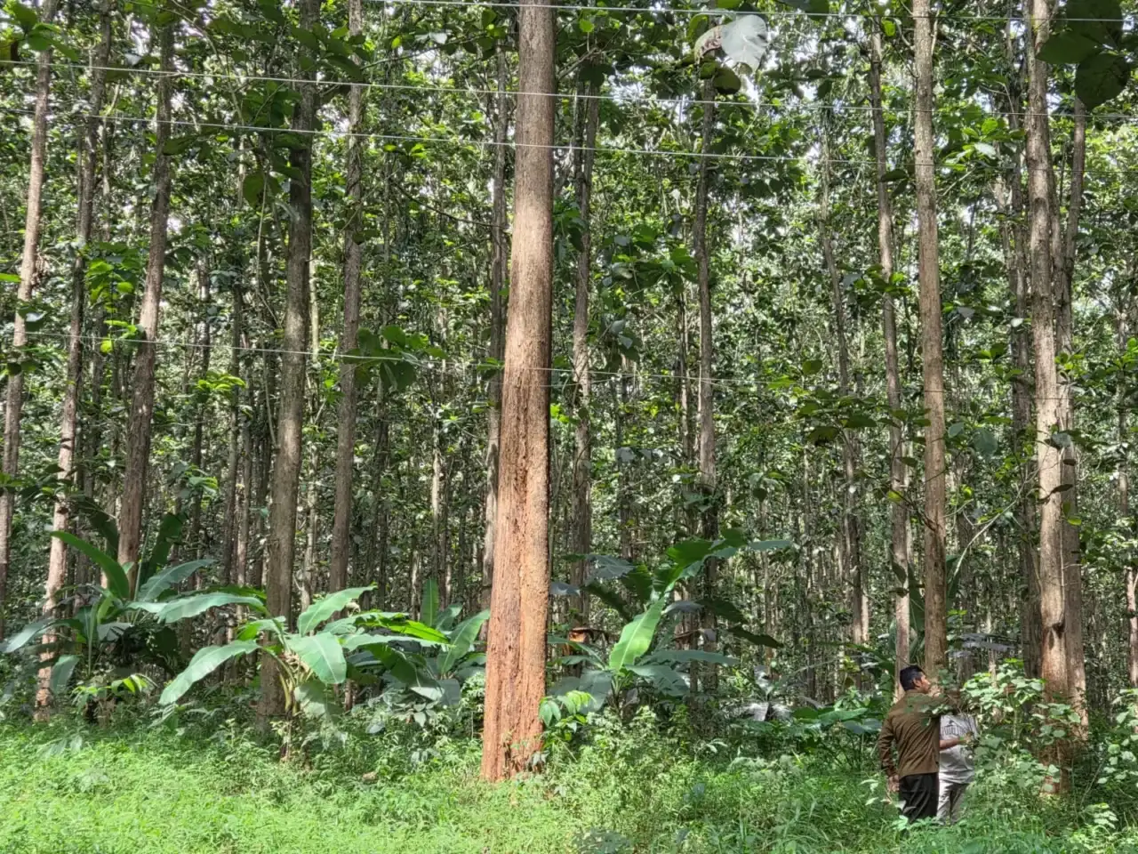 hutan-jawa-milik-negara-dikurangi,-efektif-atau-bumerang?