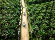 Indonesia Genjot Diplomasi, Amankan Ekspor dari Regulasi Deforestasi Eropa