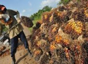 harga-naik,-impor-minyak-sawit-india-anjlok-ke-level-terendah-3-bulan