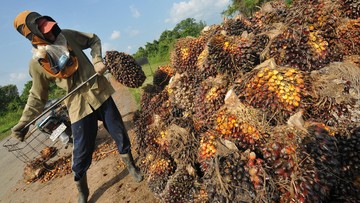 harga-naik,-impor-minyak-sawit-india-anjlok-ke-level-terendah-3-bulan