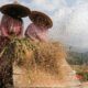 fao-ungkap-harga-pangan-global-naik-2,4-persen-imbas-konflik-timteng