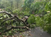 Pohon Tumbang Tutup Akses Jalan Nasional Pesisir Selatan